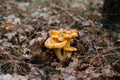 Chanterelle mushrooms grow in the forest in autumn Royalty Free Stock Photo