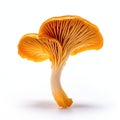 Chanterelle mushrooms isolated on white background Royalty Free Stock Photo