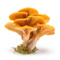 Chanterelle mushrooms isolated on white background Royalty Free Stock Photo