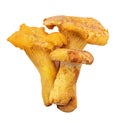 Chanterelle mushrooms isolated on white background