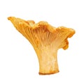 Chanterelle mushrooms isolated on white background