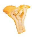 Chanterelle mushrooms isolated on white background