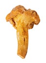 Chanterelle mushrooms isolated on white background