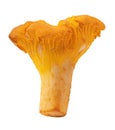 Chanterelle mushrooms isolated on white background