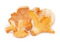 Chanterelle mushrooms isolated on a white background. Close up Royalty Free Stock Photo