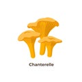 Chanterelle mushrooms isolated on white background, vector illustration in flat design. Royalty Free Stock Photo