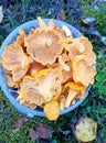 chanterelle mushrooms picking in the forest top view summer time