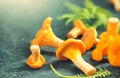 Chanterelle mushrooms, Raw wild chanterelles mushroom on rustic background close-up. Organic Fresh chanterelle on a table