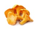 Chanterelle mushrooms vegetables. Royalty Free Stock Photo