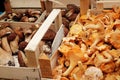 Chanterelle and summer cep mushrooms displayed on marketplace in wooden boxes