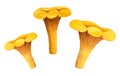 Chanterelle watercolor set. Three yellow girolles isolated on white background Royalty Free Stock Photo