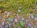 Chanterelle by the wayside. Collecting food in nature. Finding mushrooms while hiking Royalty Free Stock Photo