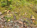 Chanterelle by the wayside. Collecting food in nature. Finding mushrooms while hiking Royalty Free Stock Photo