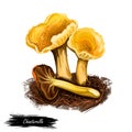 Chanterelle wild edible mushroom, Cantharellus, Craterellus, Gomphus, and Polyozellus. Digital art illustration, natural food, Royalty Free Stock Photo