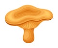 Chanterelle wild forest edible mushroom vector illustration on white background