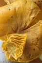 Chanterelle yellow mushroom