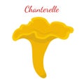 Chanterelle mushroom. Organic edible food. Cartoon flat style. V