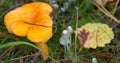 Chanterelle yellow and other mushrooms in a forest Royalty Free Stock Photo