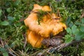 Chanterelle yellow and other mushrooms in a forest Royalty Free Stock Photo