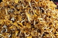 Chanterelles Royalty Free Stock Photo