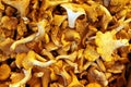 Chanterelles Royalty Free Stock Photo