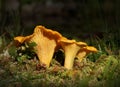 chanterelles best mushrooms