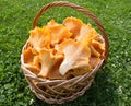 Chanterelles