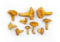 Chanterelles different size separated isolated on white background. Edible gourmet mushrooms.