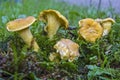 Chanterelles on a forest clearing