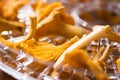 Chanterelles mushrooms in the dehydrator Royalty Free Stock Photo