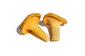 Chanterelles mushrooms on white background.