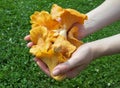 Chanterelles in the palms