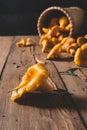 Chanterelles on vintage wooden background top view, healthy food on table mockup, orange mushrooms isolated Royalty Free Stock Photo