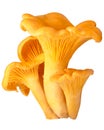 Chanterelles (Cantahrellus cibarius), paths