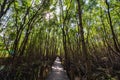 Wooden bridge walkway at Kung krabaen bay Mangrove forest at chanthaburi city thailand Royalty Free Stock Photo