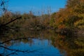 Chaos of floodplain forest in autumn colors