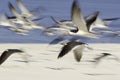 Chaotic flight fo the black skimmer Royalty Free Stock Photo