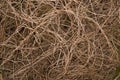 chaotic pattern of dried light brown veins