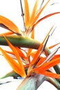 Chaotic Strelitzias Royalty Free Stock Photo