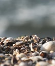 Chaotically abstractly scattered shells lying shells on the beach of the sea coast of the Black Sea Royalty Free Stock Photo