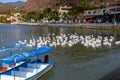 Chapala, Jalisco / Mexico, January 20th, 2020. Lake with boats anchored on the shore, white pelicans and the promenade