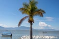 Chapala Lake with a palm tree, white pelicans, motorboats and mountains in the background