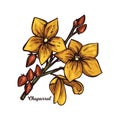 Chaparral creosote bush, gobernadora, larreastat vector illustration. Larrea tridentata creosote bush, greasewood plant. Medicinal