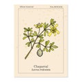 Chaparral Larrea tridentata , or creosote bush, greasewood, medicinal plant