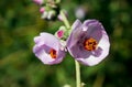 Chaparral mallow or Mendocino bushmallow