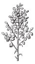 Chaparral yucca or common yucca vintage engraving