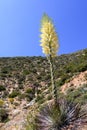 Chaparral Yucca Hesperoyucca whipplei blooming in the mountains, Angeles National Forest; Los Angeles county, California