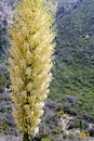 Chaparral Yucca Hesperoyucca whipplei blooming in the mountains, Angeles National Forest; Los Angeles county, California Royalty Free Stock Photo