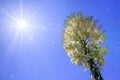 Chaparral Yucca Hesperoyucca whipplei blooming in the mountains, Angeles National Forest; Los Angeles county, California