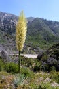 Chaparral Yucca Hesperoyucca whipplei blooming in the mountains, Angeles National Forest; Los Angeles county, California Royalty Free Stock Photo